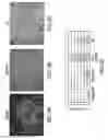 Fig. 06 - Methods for in vitro expansion and transdifferentiation of human pancreatic acinar cells into insulin-producing cells