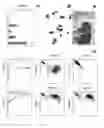 Fig. 04 - Method of forming dendritic cells from embryonic stem cells