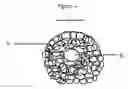 Fig. 05 - Cell and virus catabolism