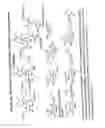 Fig. 47 - RNA interference mediated inhibition of gene expression using chemically modified short interfering nucleic acid (siNA)