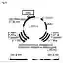 Fig. 14 - Method for introducing a gene into 