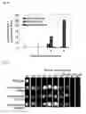 Fig. 15 - Method for introducing a gene into 