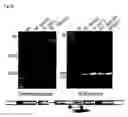 Fig. 16 - Method for introducing a gene into 