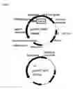 Fig. 18 - Method for introducing a gene into 