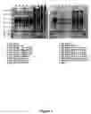 Fig. 02 - Methods for reducing the range in concentrations of analyte species in a sample