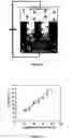 Fig. 07 - Macroporous silicon microcavity with tunable pore size
