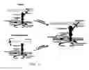 Fig. 07 - Increasing functional glycosylation of alpha-dystroglycan in the treatment of muscle degeneration