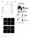 Fig. 08 - Increasing functional glycosylation of alpha-dystroglycan in the treatment of muscle degeneration