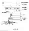 Fig. 02 - Materials and methods for treatment of allergic diseases