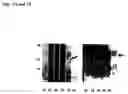 Fig. 02 - Agonist polypeptide of receptor for ZOT and zonulin