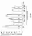 Fig. 52 - Methods for treating brain swelling with a compound that blocks a non-selective cation channel