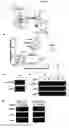 Fig. 05 - Methods and compositions for treating flushing and drug induced weight gain