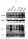 Fig. 54 - Methods and compositions for treating flushing and drug induced weight gain
