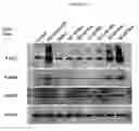 Fig. 55 - Methods and compositions for treating flushing and drug induced weight gain