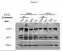 Fig. 56 - Methods and compositions for treating flushing and drug induced weight gain