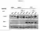 Fig. 57 - Methods and compositions for treating flushing and drug induced weight gain