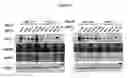 Fig. 59 - Methods and compositions for treating flushing and drug induced weight gain