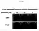 Fig. 61 - Methods and compositions for treating flushing and drug induced weight gain