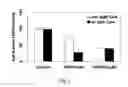 Fig. 04 - Multidrug resistant anticancer anthracyclines