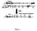 Fig. 02 - Mesoderm and definitive endoderm cell populations