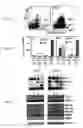Fig. 06 - Mesoderm and definitive endoderm cell populations