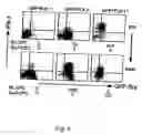 Fig. 07 - Mesoderm and definitive endoderm cell populations