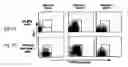 Fig. 09 - Mesoderm and definitive endoderm cell populations