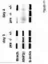Fig. 22 - Mesoderm and definitive endoderm cell populations