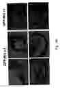 Fig. 28 - Mesoderm and definitive endoderm cell populations