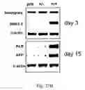 Fig. 30 - Mesoderm and definitive endoderm cell populations
