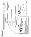 Fig. 04 - RNA interference mediated inhibition of B7-H1 gene expression using short interfering nucleic acid (siNA)