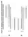Fig. 22 - RNA interference mediated inhibition of B7-H1 gene expression using short interfering nucleic acid (siNA)