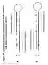 Fig. 23 - RNA interference mediated inhibition of B7-H1 gene expression using short interfering nucleic acid (siNA)