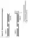 Fig. 34 - RNA interference mediated inhibition of B7-H1 gene expression using short interfering nucleic acid (siNA)