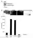 Fig. 10 - Survivin-directed RNA interference-compositions and methods