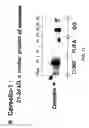 Fig. 13 - Formulations for mediating inflammation and for reducing blood cholesterol