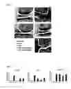 Fig. 18 - Treatment of inflammatory disorders
