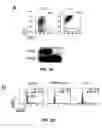 Fig. 04 - Methods of treating cell proliferative disorders