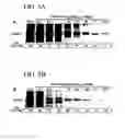 Fig. 11 - Therapeutic compounds