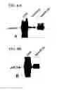 Fig. 14 - Therapeutic compounds