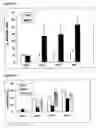 Fig. 02 - Pharmaceutical use of 1-azabicyclo[2.2.2]octanes and a method of testing compounds for the ability of activating inactive wt p53.