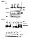 Fig. 05 - Pharmaceutical use of 1-azabicyclo[2.2.2]octanes and a method of testing compounds for the ability of activating inactive wt p53.