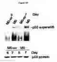 Fig. 06 - Pharmaceutical use of 1-azabicyclo[2.2.2]octanes and a method of testing compounds for the ability of activating inactive wt p53.