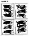 Fig. 10 - Pharmaceutical use of 1-azabicyclo[2.2.2]octanes and a method of testing compounds for the ability of activating inactive wt p53.