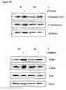 Fig. 15 - Pharmaceutical use of 1-azabicyclo[2.2.2]octanes and a method of testing compounds for the ability of activating inactive wt p53.