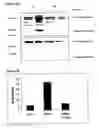 Fig. 16 - Pharmaceutical use of 1-azabicyclo[2.2.2]octanes and a method of testing compounds for the ability of activating inactive wt p53.