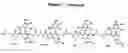 Fig. 04 - Polyhydroxy phenols and their use in binding p-selectin
