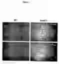 Fig. 13 - Polyhydroxy phenols and their use in binding p-selectin