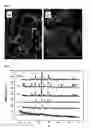 Fig. 05 - Composite materials for bone defect filling and bone replacement