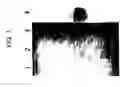 Fig. 02 - Peg-physiologically active polypeptide homodimer complex having prolonged in vivo half-life and process for the preparation thereof